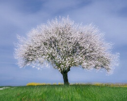 Blütentraum - ICM Erhältlich in folgenden Ausführungen: Passepartout-Bilder: FineArt Prints auf Fotopapier 260g glossy, im Passepartout weiss. Plakate: FineArt Prints auf...
