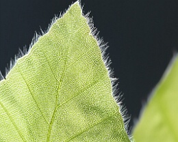 detailed leave Erhältlich in folgenden Ausführungen: Passepartout-Bilder: FineArt Prints auf Fotopapier 260g glossy, im Passepartout weiss. Plakate: FineArt Prints auf...