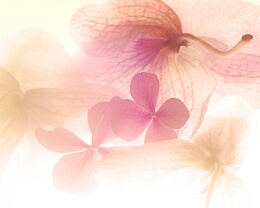 Dreamy Flowers Erhältlich in folgenden Ausführungen: Passepartout-Bilder: FineArt Prints auf Fotopapier 260g glossy, im Passepartout weiss. Plakate: FineArt Prints auf...