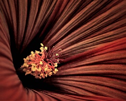 Malve Erhältlich in folgenden Ausführungen: Passepartout-Bilder: FineArt Prints auf Fotopapier 260g glossy, im Passepartout weiss. Plakate: FineArt Prints auf...