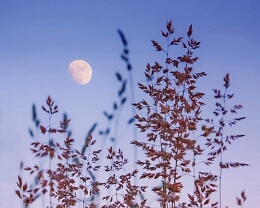 Moon Grass Erhältlich in folgenden Ausführungen: Passepartout-Bilder: FineArt Prints auf Fotopapier 260g glossy, im Passepartout weiss. Plakate: FineArt Prints auf...
