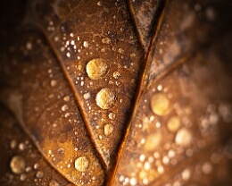 on a rainy day Erhältlich in folgenden Ausführungen: Passepartout-Bilder: FineArt Prints auf Fotopapier 260g glossy, im Passepartout weiss. Plakate: FineArt Prints auf...