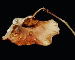 Schirmchen Erhältlich in folgenden Ausführungen: Passepartout-Bilder: FineArt Prints auf Fotopapier 260g glossy, im Passepartout weiss. Plakate: FineArt Prints auf...