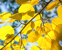 yellow Erhältlich in folgenden Ausführungen: Passepartout-Bilder: FineArt Prints auf Fotopapier 260g glossy, im Passepartout weiss. Plakate: FineArt Prints auf...