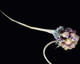 Zipfelmützchen Erhältlich in folgenden Ausführungen: Passepartout-Bilder: FineArt Prints auf Fotopapier 260g glossy, im Passepartout weiss. Plakate: FineArt Prints auf...