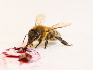 Fauna Eindrucksvolle Fotografien aus der Tierwelt