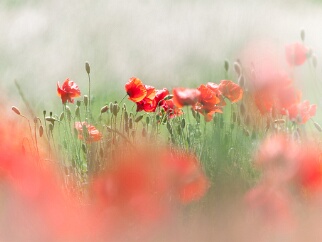 Flora Eindrucksvolle Fotografien von Blüten, Gräsern und mehr ...