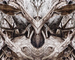 creatur I Erhältlich in folgenden Ausführungen: Passepartout-Bilder: FineArt Prints auf Fotopapier 260g glossy, im Passepartout weiss. Plakate: FineArt Prints auf...