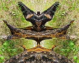 dark deity Erhältlich in folgenden Ausführungen: Passepartout-Bilder: FineArt Prints auf Fotopapier 260g glossy, im Passepartout weiss. Plakate: FineArt Prints auf...