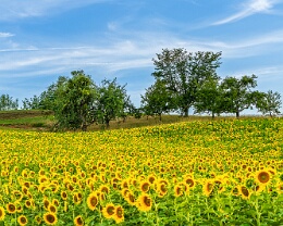 Sommerglück Erhältlich in folgenden Ausführungen: Passepartout-Bilder: FineArt Prints auf Fotopapier 260g glossy, im Passepartout weiss. Plakate: FineArt Prints auf...