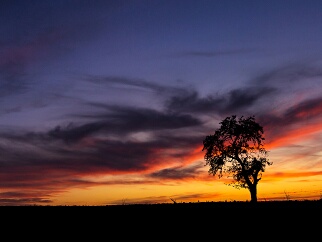 Baumwelten Eindrucksvolle Fotografien von Bäumen